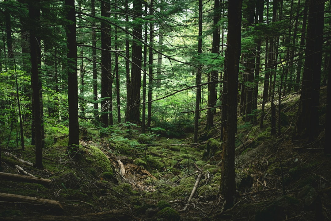 DiCaprio y fondo de Bezos invierten 200 millones para salvar 100 especies en peligro